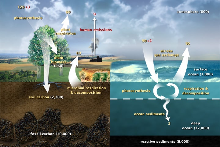 The Carbon Cycle 